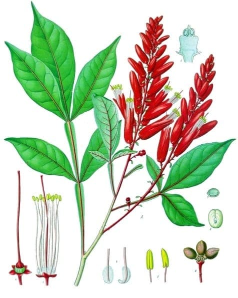Quassia tree with large leaves and yellow flowers