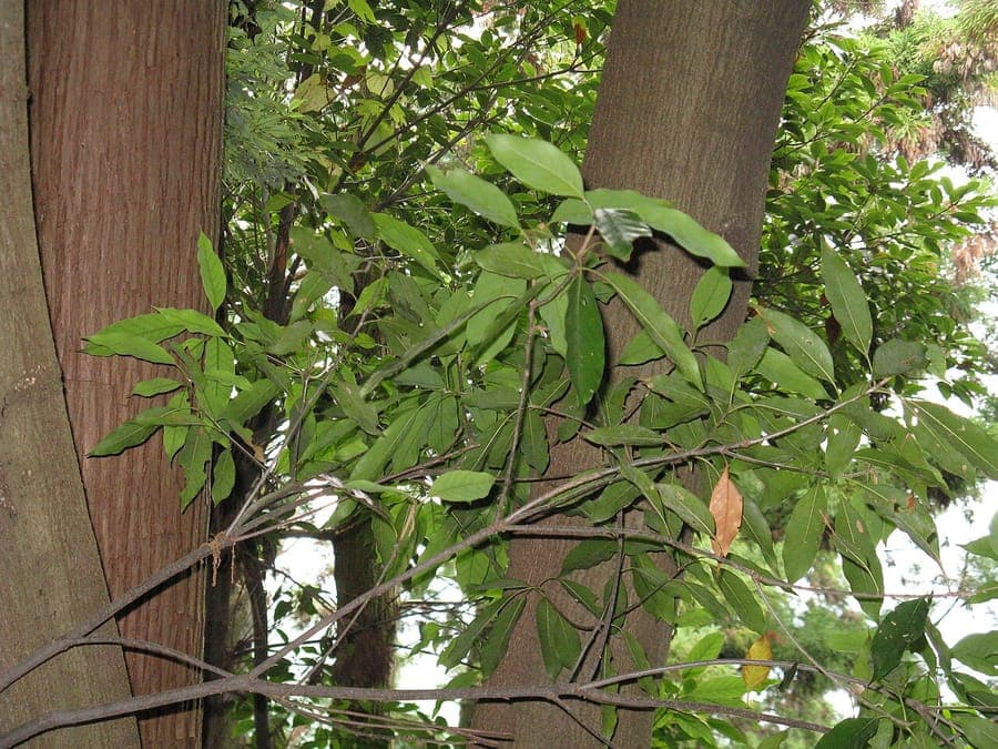 Japanese Evergreen Oak tree with glossy green leaves in formal setting
