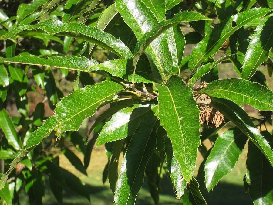 Sawthorn oak in spring with fresh green foliage and young catkins