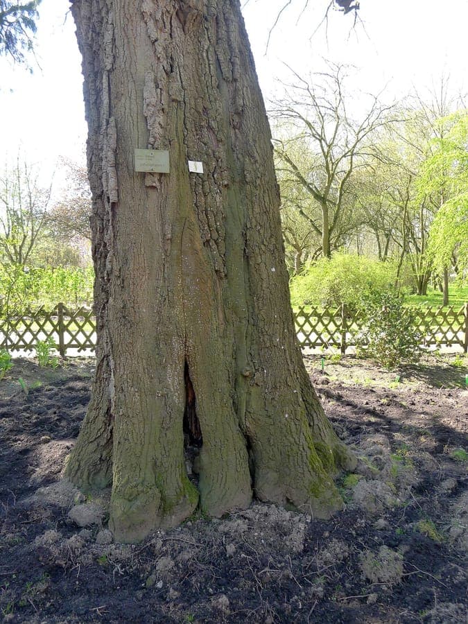 Bladeren van de Noord-Afrikaanse eik (Quercus afares)