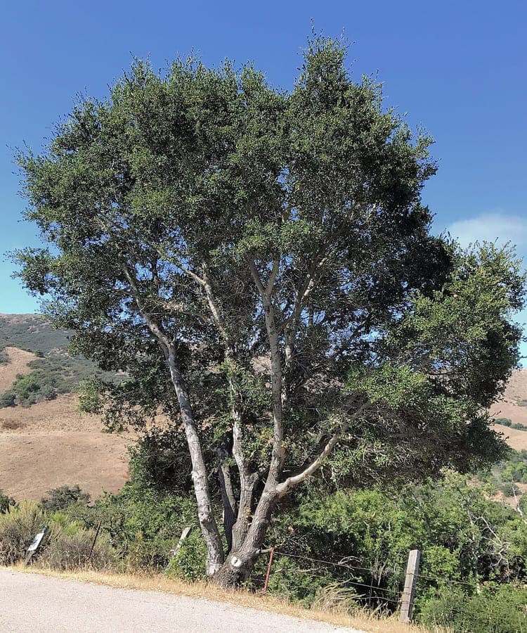 California live oak met karakteristieke bladeren en bast