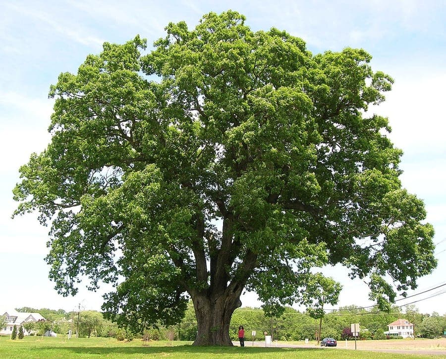 Mature Stave oak with broad crown and glossy green foliage in summer light