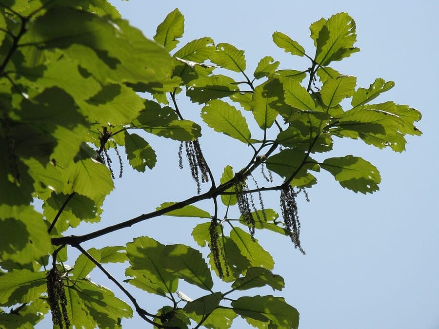 Chêne blanc oriental aux feuilles caractéristiquement grandes