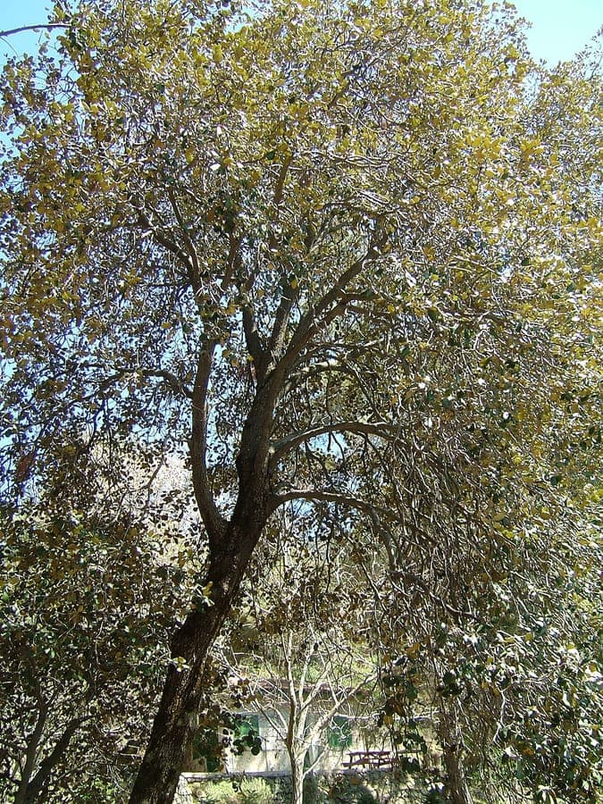 Golden oak (Quercus alnifolia) growing on rocky slope with glossy leaves and golden undersides catching the sunlight