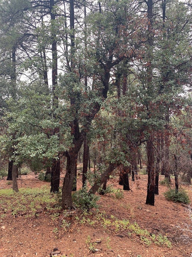 Arizona White Oak (Quercus arizonica) with characteristic grayish-green leaves and thick trunk