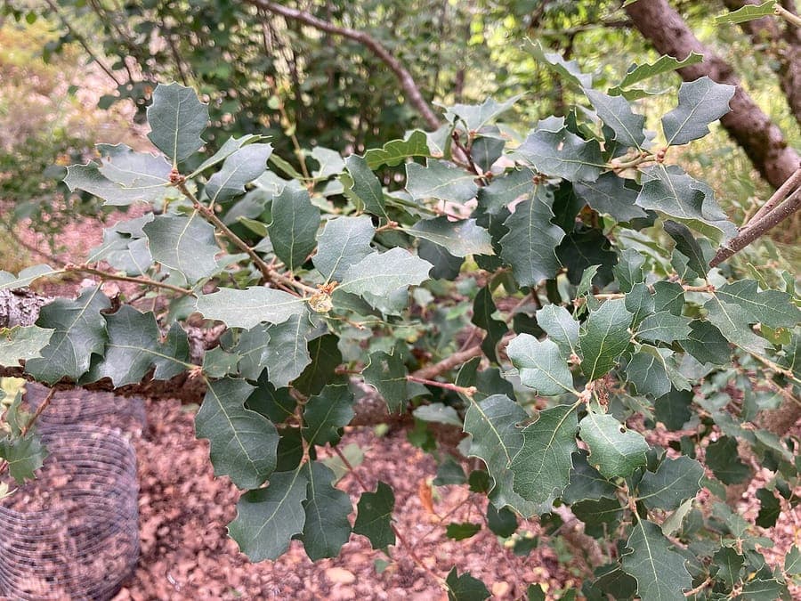 California Scrub Oak with glossy foliage and branching structure