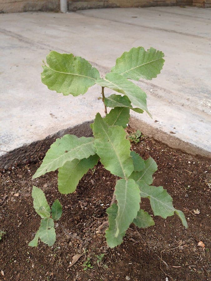 Majestic branches of Brant's oak with characteristic leaves