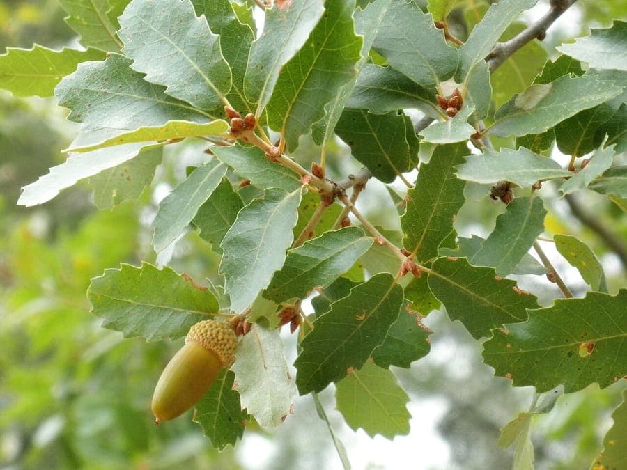 Mature Algerian oak in autumn, showcasing deep orange foliage and rugged bark texture