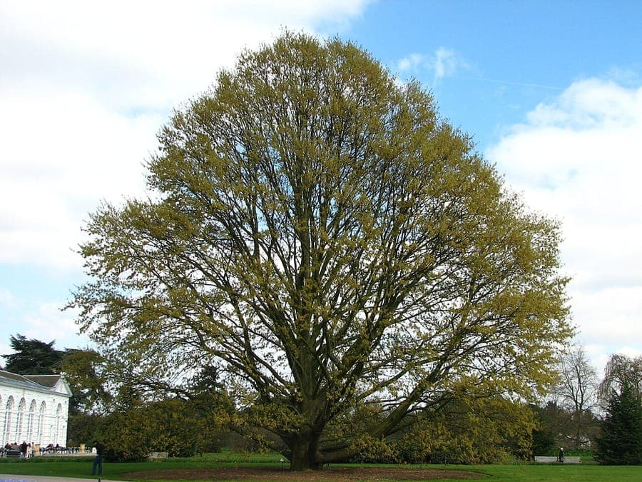 Quercus castaneifolia: dichtes gruenes Laubdach an Sommertag