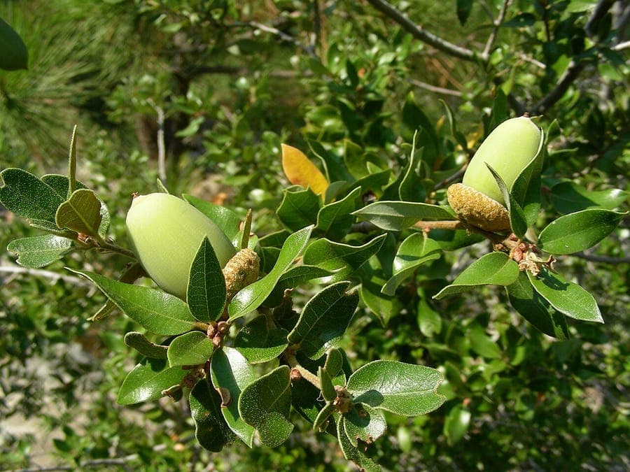 Canyon live oak boom met karakteristieke goudkleurige bladknoppen