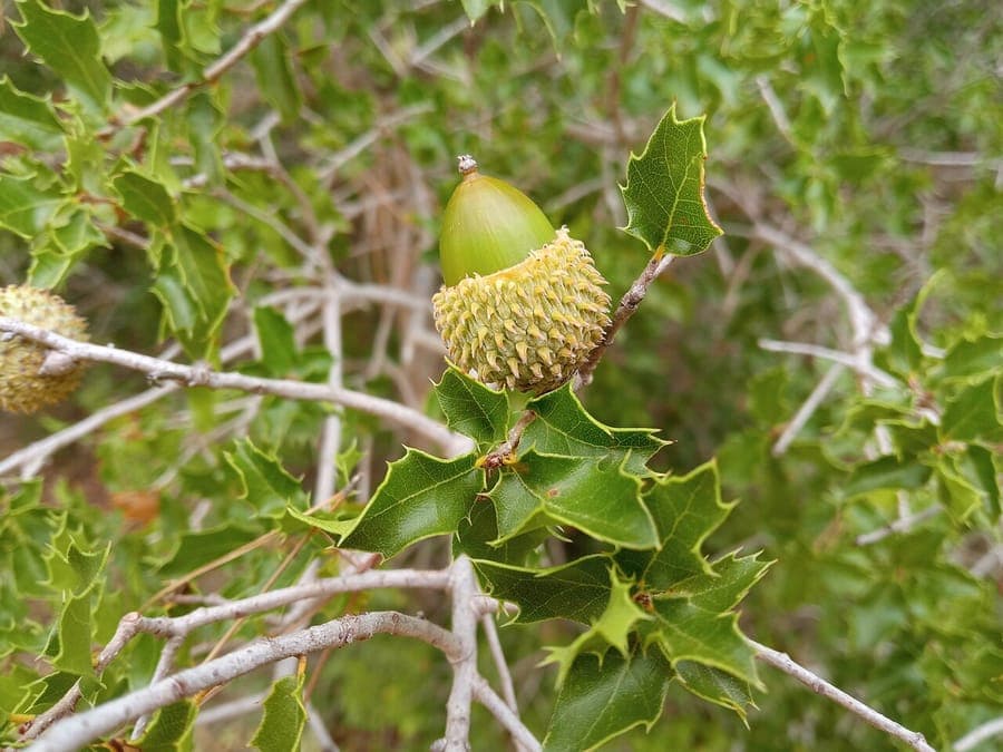 Quercus coccifera tak met vruchten
