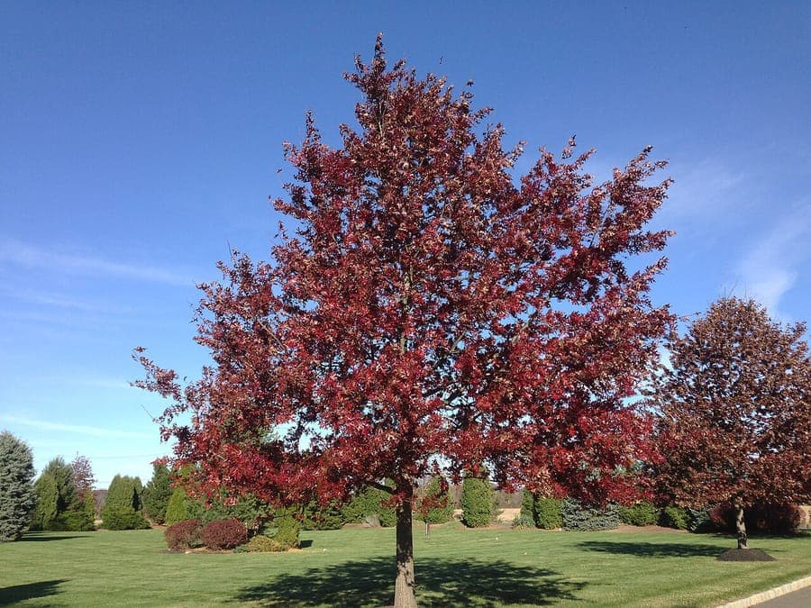 Scarlet oak displaying signature brilliant scarlet-red autumn foliage and glossy green summer leaves