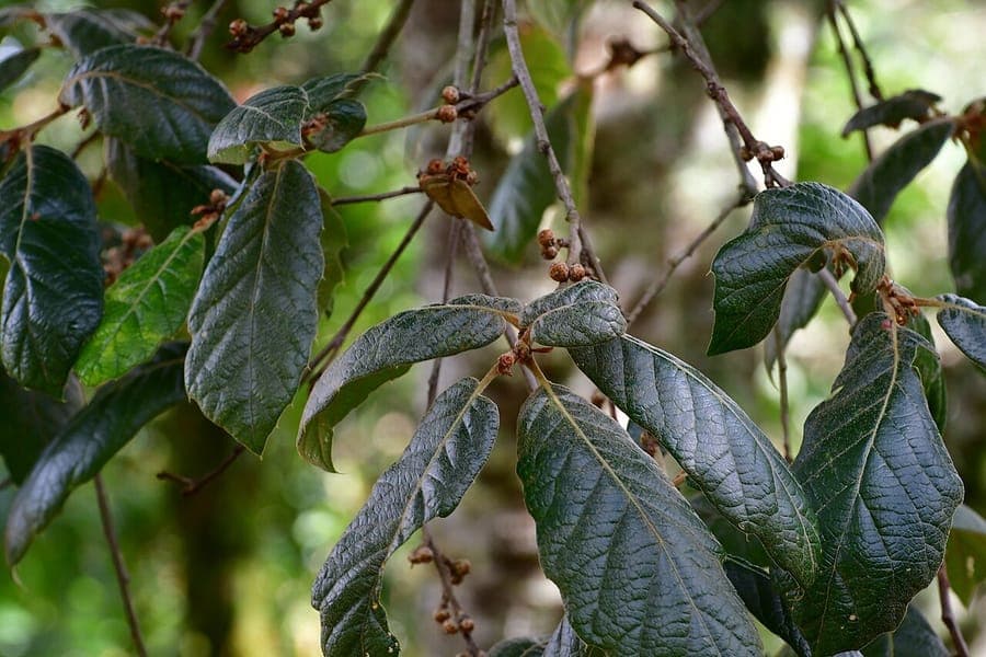 Glossy dark green foliage of leather-leaf oak