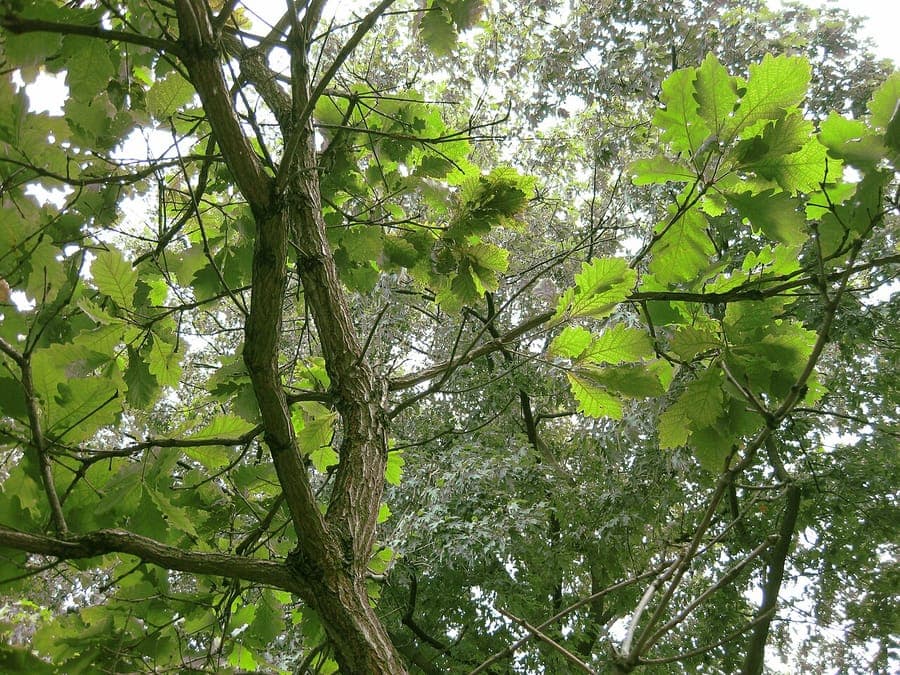 Daimyo oak displaying characteristic serrated leaves