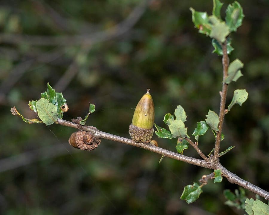 Dichtes Laub der Kustenstrauch-Eiche