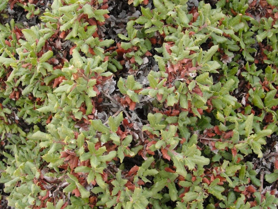 Quercus durata: dichtes graugruen-laub in Wuestenlandschaft