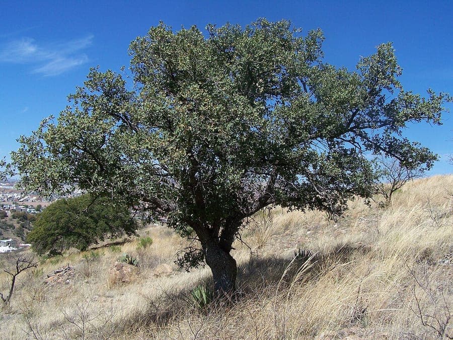 Emory oak (Quercus emoryi) foliage and branches
