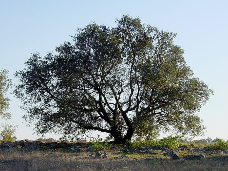 Quercus engelmannii: mature tree with rugged foliage in sunny landscape