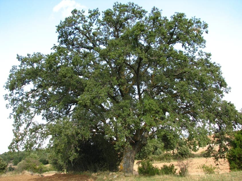 Chêne fagine adulte avec couronne dense et feuillage brillant dans un jardin sec et ensoleillé