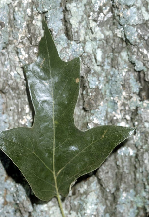 Spanish oak with characteristic lobed leaves and dense crown