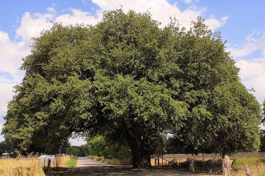 Chene vivant du Texas (Quercus fusiformis) feuillage et branches