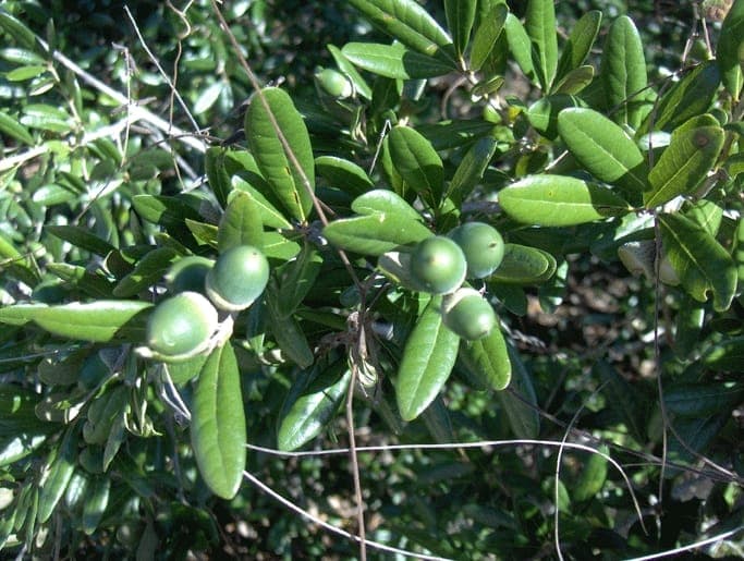 Sand live oak with green foliage and dense crown form