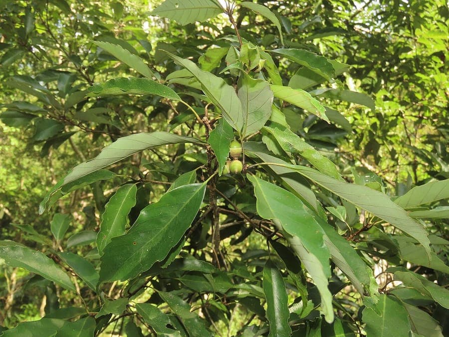 Fine leaves of Japanese blue oak with characteristic ring-cup acorns