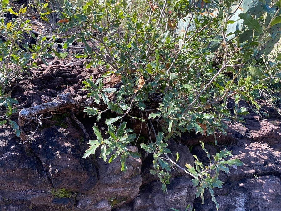 Chisos Red Oak with characteristic red autumn foliage