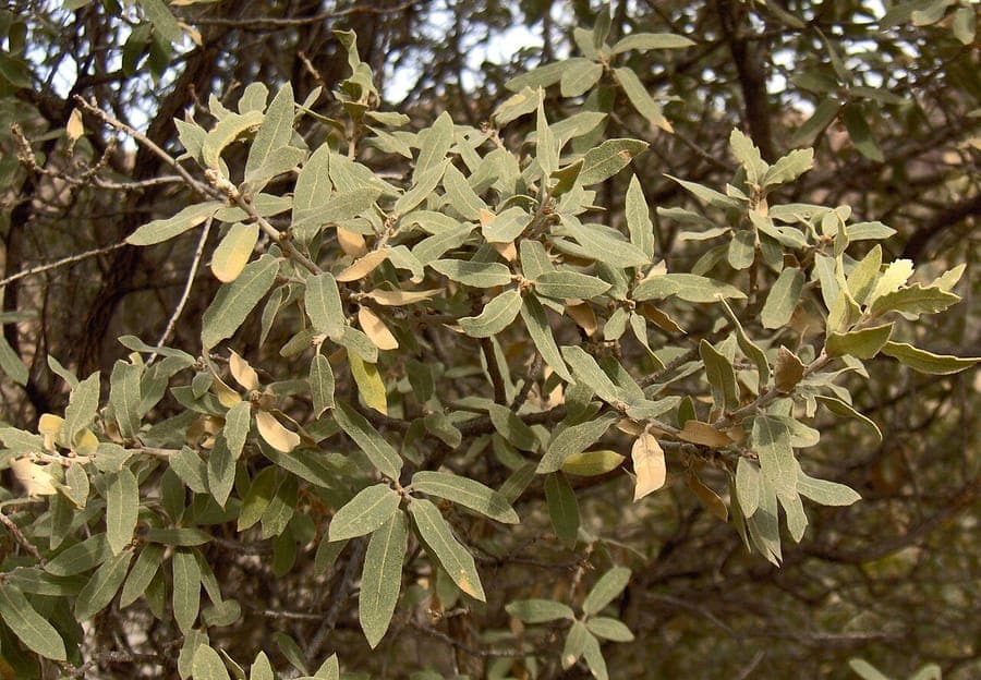 Gray oak (Quercus grisea) bark and branches