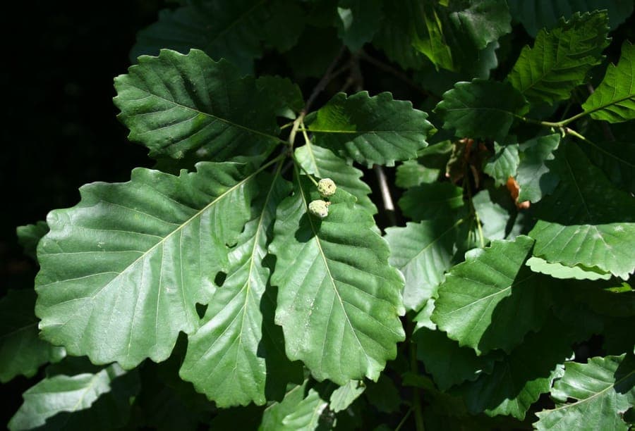 Green leaves of Strandzha oak (Quercus hartwissiana)