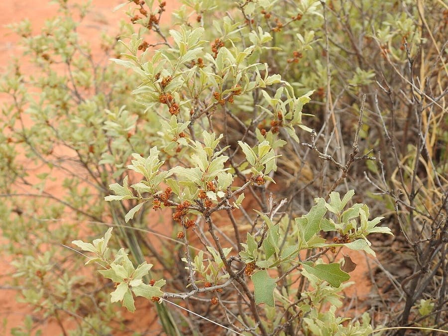 Havard oak with narrow foliage and low growing form