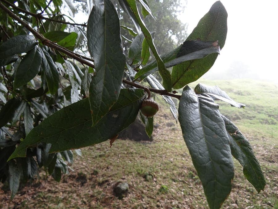 Andean oak showing characteristic leaves in mountain region
