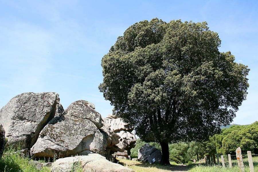 Evergreen Oak displaying dense foliage and elegant branching