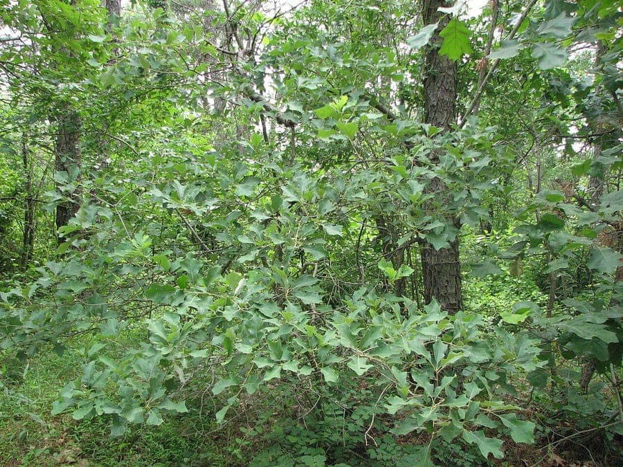 Bear oak bladeren met karakteristieke Holly-achtige vorm