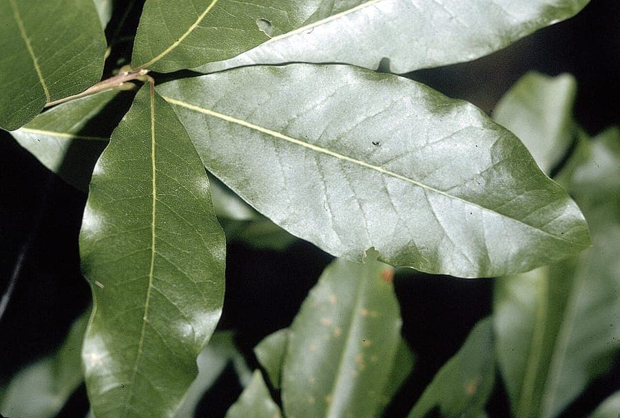 Shingle oak with characteristic narrow leaves