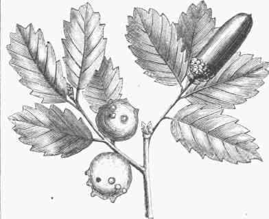 Aleppo oak with characteristic foliage