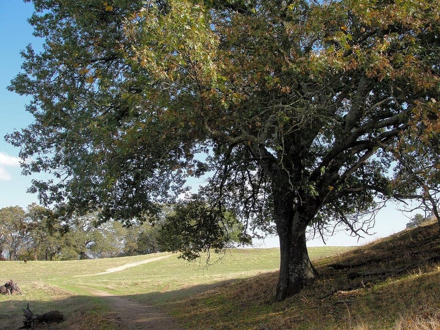 Feuilles vert fonce et branchage fort du chene noir de Californie