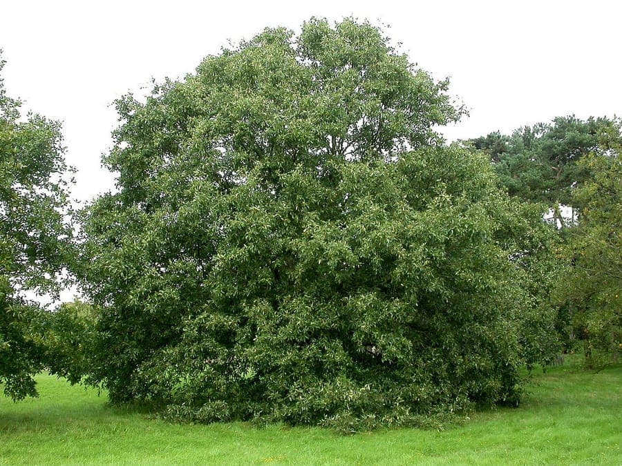 Lebanon oak with large lobed leaves and majestic crown