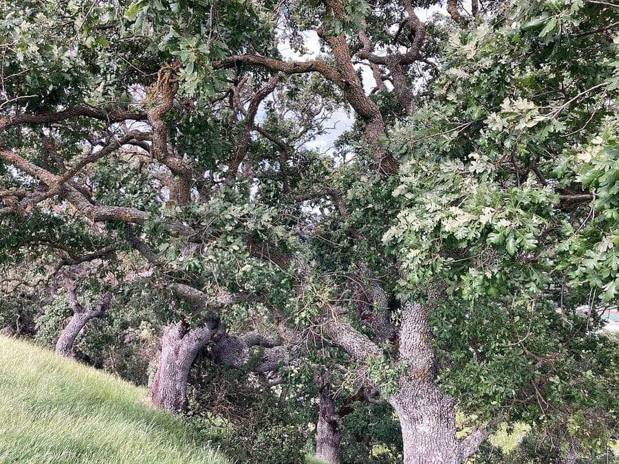 Quercus lobata (valley oak) leaves and bark