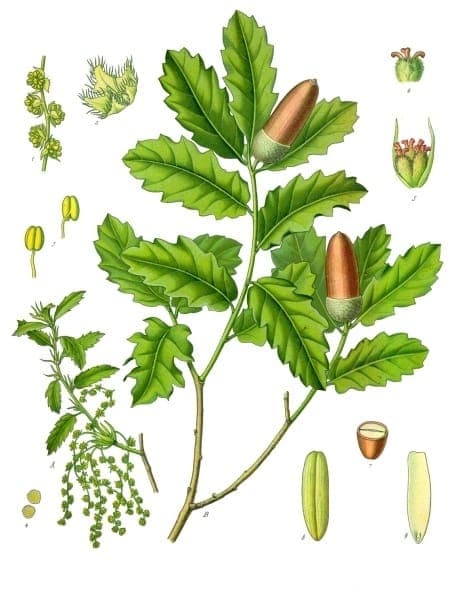 Portugiesische Eiche mit charakteristischen Eichelnapfen