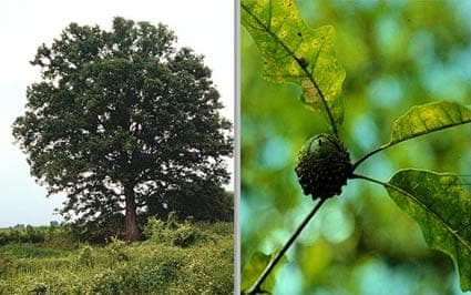 Quercus lyrata overcup oak in full green