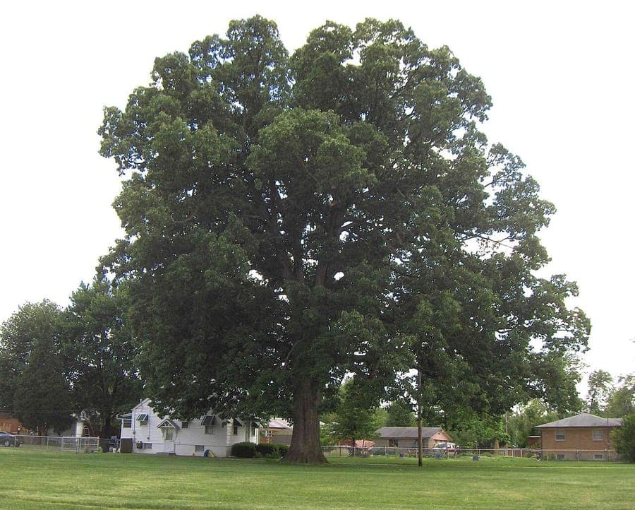 Quercus michauxii chêne adulte dans paysage ouvert