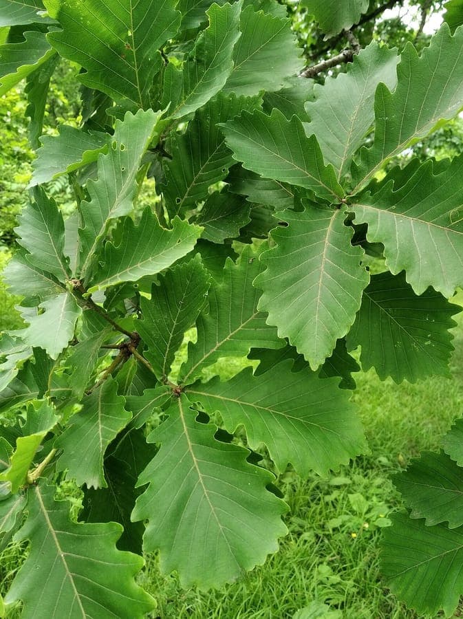Mongolian oak displaying characteristic autumn foliage
