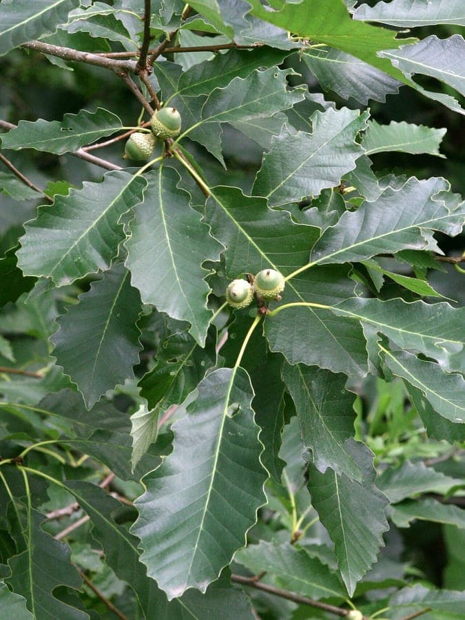 Chinkapin oak tree with distinctive foliage and characteristic tree structure