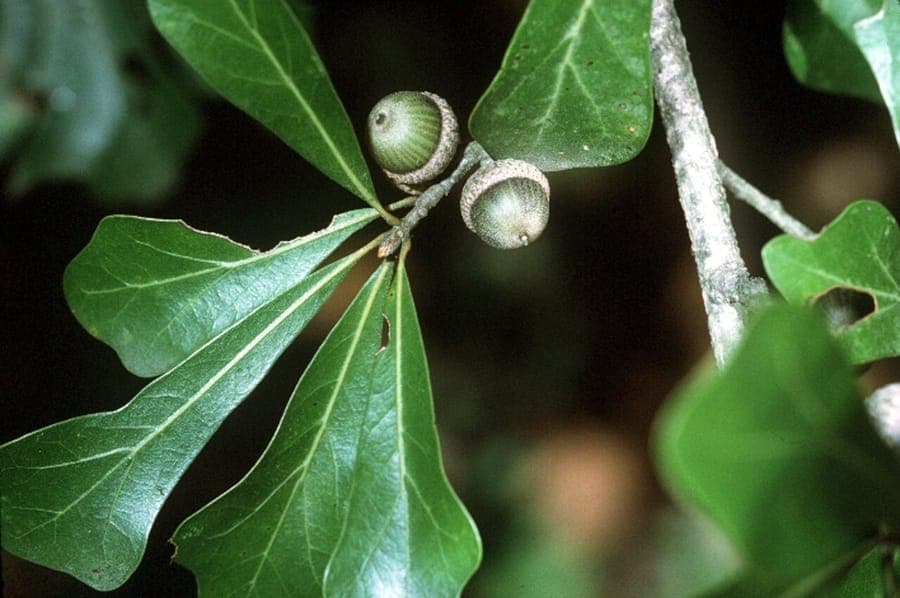 Water oak displaying characteristic narrow leaves
