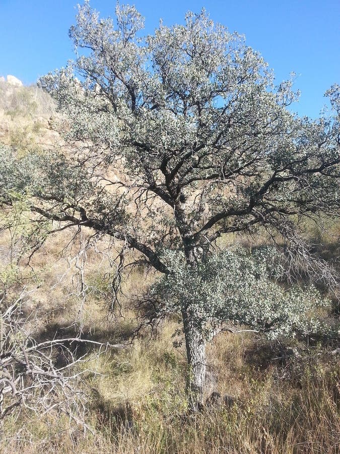 Mexican blue oak showing characteristic blue leaves in desert setting