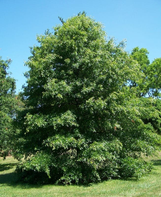 Pin oak in autumn, showing deep red foliage and a symmetrical, pyramidal crown