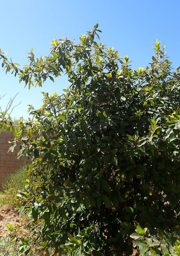 Netleaf oak with characteristic fine-veined leaves