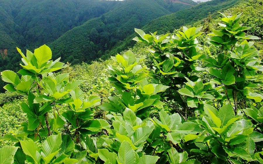 Armenian oak with large green leaves and upright form