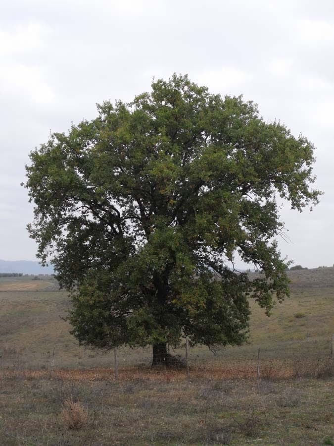 Mature downy oak in spring with soft, hairy leaves and pale yellow catkins